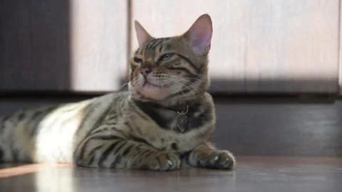 A Bengal cat lies in front of the camera. Stock Footage 133760361