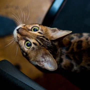 Bengal cat looking up at the camera Stock Photos