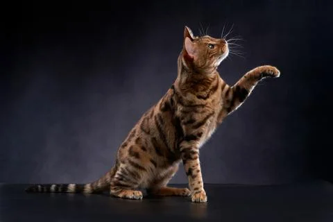 Bengal Cat Looking Up on Dark Background Stock Photos