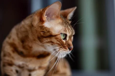 Bengal cat is looking at something Stock Photos