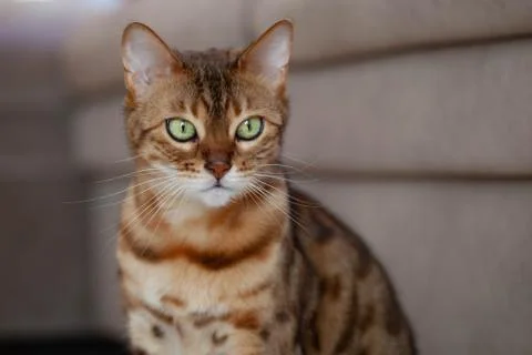 Bengal cat is looking at something Stock Photos