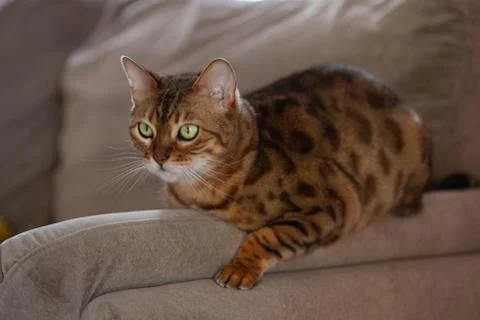 Bengal cat is looking at something Stock Photos