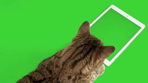 Bengal cat looking at tablet device touching it with his paw on green screen Stock Footage 250565073
