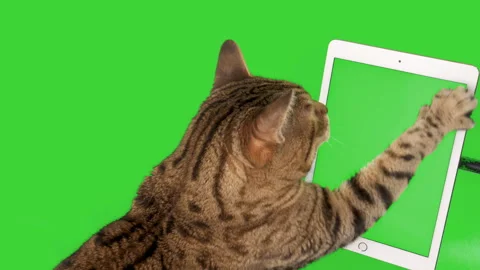 Bengal cat looking at tablet device touching it with his paw on green screen Stock Footage 250565345