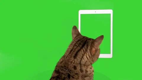 Bengal cat looking at tablet device touching it with his paw on green screen Stock Footage 250565507