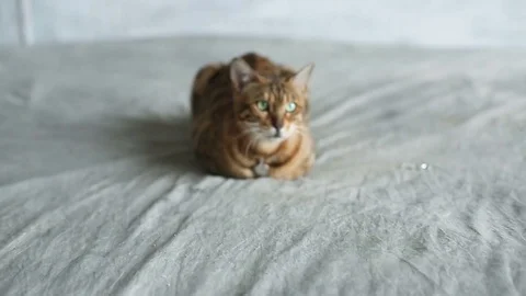 Bengal Cat Lying On Bed Stock-Footage 75071202