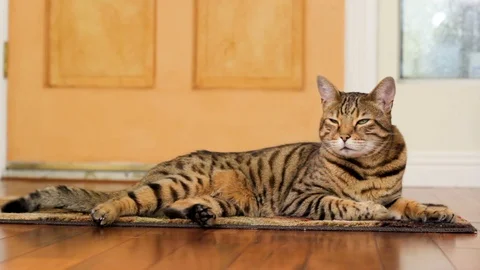 Bengal cat lying down on the floor looking around Stock Footage 115052454