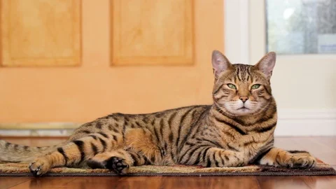 Bengal cat lying down on the floor looking around Stock Footage 115052559