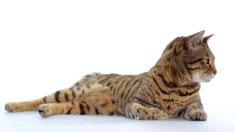 Bengal cat lying down on white background looking around Stock Footage 87102096