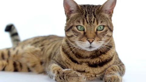 Bengal cat lying down on white background Vidéo 87102261