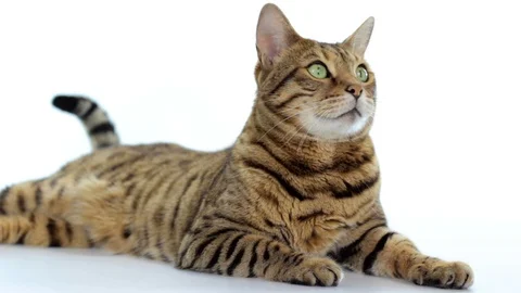 Bengal cat lying down on white background Stock Footage 87103257