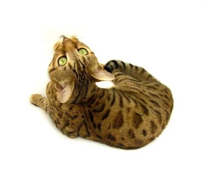 Bengal cat lying down on white background - Stock image Stock Photos