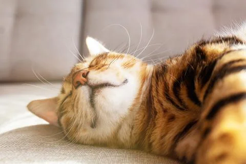 Bengal cat lying on sofa and smiling. Stock Photos
