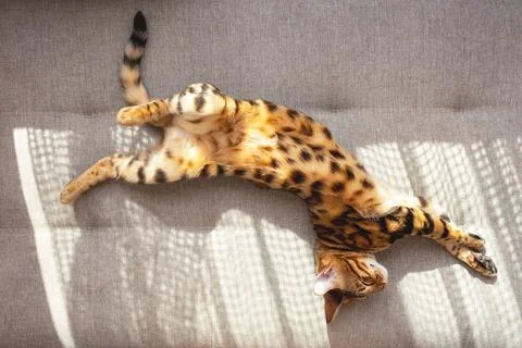 Bengal cat lying on sofa and resting. Stock Photos