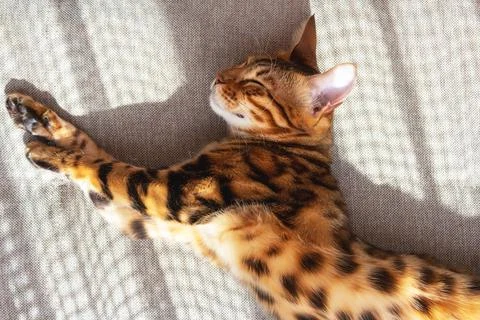 Bengal cat lying on sofa and smiling. Stock Photos