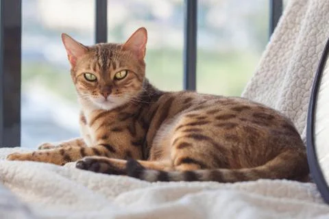 ..Bengal cat lying on sofa. Stock Photos