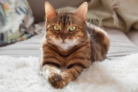 Bengal cat is lying on sofa Stock Photos