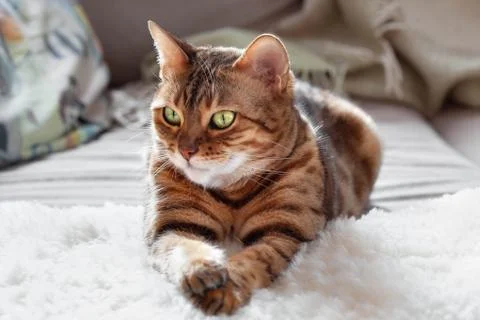 Bengal cat is lying on sofa Stock Photos