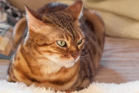 Bengal cat is lying on sofa Stock Photos