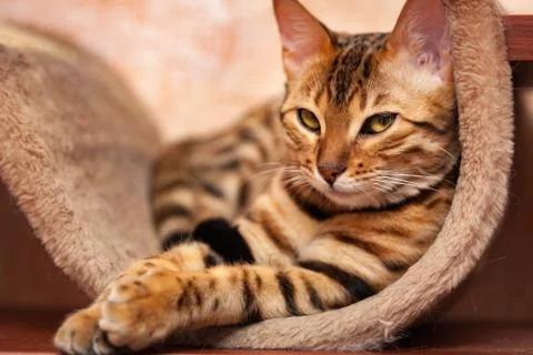 Bengal cat is lying on sofa Stock Photos