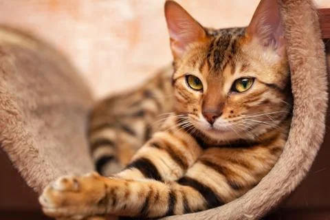 Bengal cat is lying on sofa Stock Photos