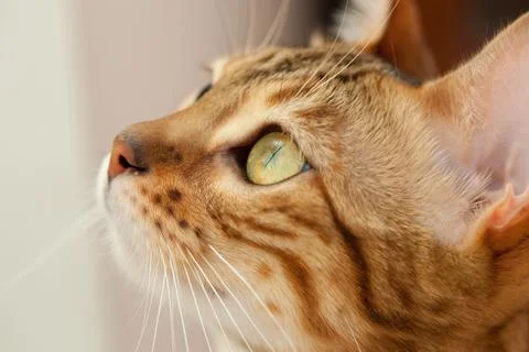 Bengal cat muzzle close up Stock Photos