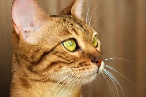 Bengal cat muzzle close up Stock Photos