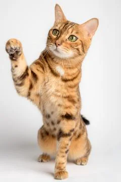 Bengal cat with paw up in the background. Stock Photos