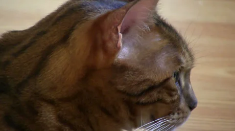 Bengal cat on persian rug zoom out Stock Footage