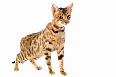 Bengal cat Stock Photos