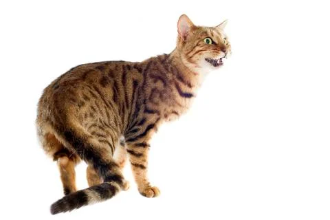 Bengal cat Stock Photos