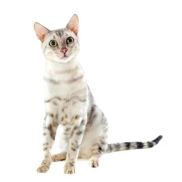 Bengal cat Stock Photos