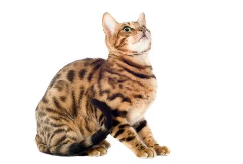 Bengal cat Foto stock