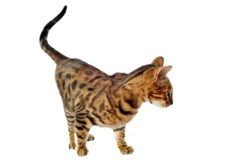 Bengal cat Stock Photos