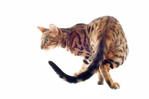 Bengal cat Stock Photos