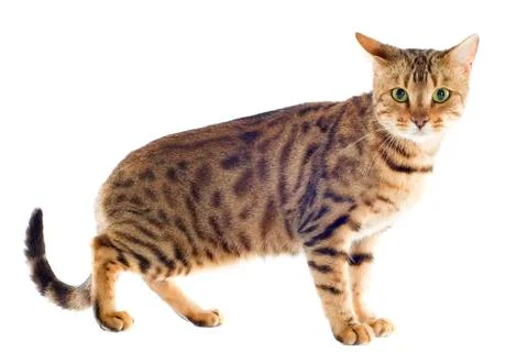 Bengal cat Stock Photos