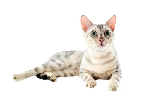 Bengal cat Foto stock