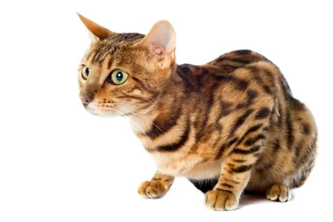 Bengal cat Stock Photos