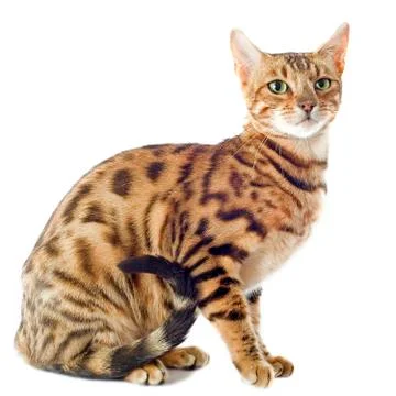 Bengal cat Stock Photos
