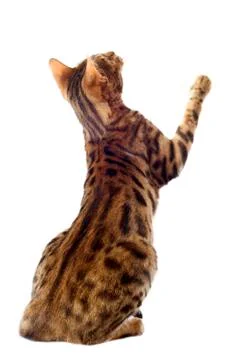 Bengal cat Stock Photos