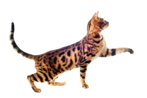 Bengal cat Stock Photos