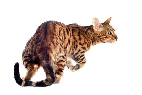 Bengal cat Stock-Fotos