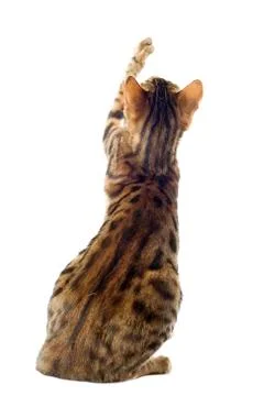 Bengal cat Stock Photos