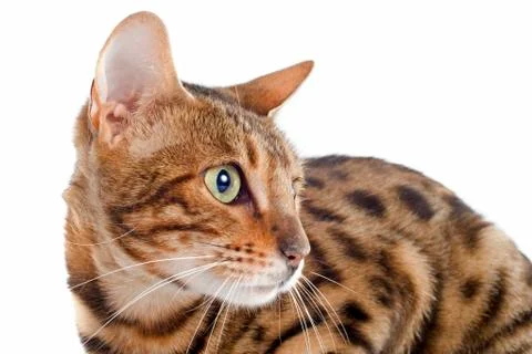 Bengal cat Stock Photos