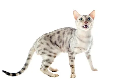 Bengal cat Stock Photos