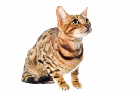 Bengal cat Stock Photos