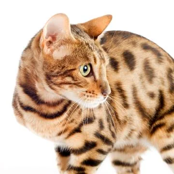 Bengal cat Stock Photos