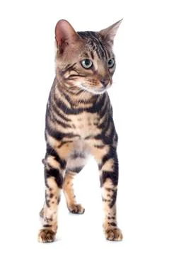 Bengal cat Stock Photos