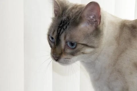 Bengal cat Stock Photos