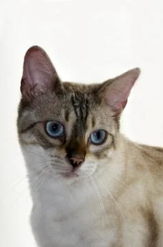 Bengal cat Foto stock